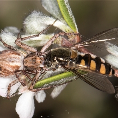 Oxyopes sp. (genus) (Lynx spider) at McKellar, ACT - 5 Nov 2024 by kasiaaus