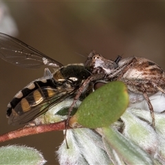 Oxyopes sp. (genus) at McKellar, ACT - 6 Nov 2024