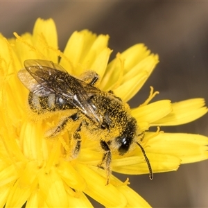 Lasioglossum (Chilalictus) lanarium at Evatt, ACT - 6 Nov 2024 08:51 AM