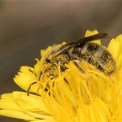 Lasioglossum (Chilalictus) lanarium at Evatt, ACT - 6 Nov 2024 08:51 AM