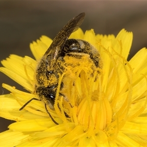 Lasioglossum (Chilalictus) lanarium at Evatt, ACT - 6 Nov 2024 08:51 AM