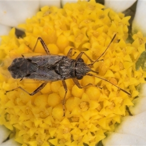 Nysius sp. (genus) at Evatt, ACT - 6 Nov 2024 08:55 AM