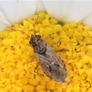 Nysius sp. (genus) at Evatt, ACT - 6 Nov 2024 08:55 AM