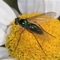 Heteropsilopus cingulipes at Evatt, ACT - 6 Nov 2024 by kasiaaus