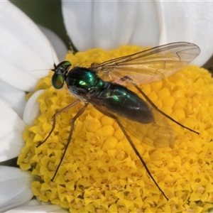 Heteropsilopus cingulipes at Evatt, ACT - 6 Nov 2024 08:56 AM