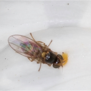 Chloropidae (family) at Evatt, ACT - 6 Nov 2024 08:58 AM