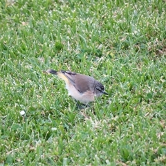 Acanthiza chrysorrhoa at Port Fairy, VIC - 1 Nov 2024