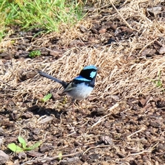 Malurus cyaneus (Superb Fairywren) at Allansford, VIC - 1 Nov 2024 by MB