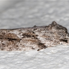 Agriophara confertella (A Concealer moth) at Melba, ACT - 6 Nov 2024 by kasiaaus