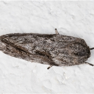 Agriophara confertella at Melba, ACT - 6 Nov 2024