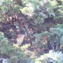 Nycticorax caledonicus (Nankeen Night-Heron) at Allansford, VIC - 31 Oct 2024 by MB