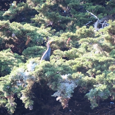 Phalacrocorax carbo (Great Cormorant) at Allansford, VIC - 31 Oct 2024 by MB