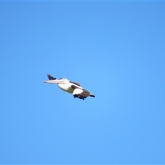 Pelecanus conspicillatus (Australian Pelican) at Allansford, VIC - 1 Nov 2024 by MB