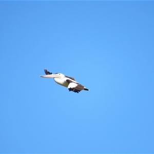 Pelecanus conspicillatus at Allansford, VIC - 1 Nov 2024 09:54 AM
