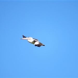 Pelecanus conspicillatus at Allansford, VIC - 1 Nov 2024