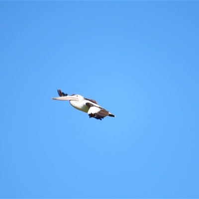 Pelecanus conspicillatus (Australian Pelican) at Allansford, VIC - 1 Nov 2024 by MB