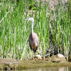 Egretta novaehollandiae (White-faced Heron) at Allansford, VIC - 31 Oct 2024 by MB