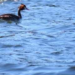 Podiceps cristatus (Great Crested Grebe) at Allansford, VIC - 1 Nov 2024 by MB