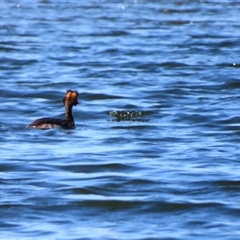 Podiceps cristatus at Allansford, VIC - 1 Nov 2024