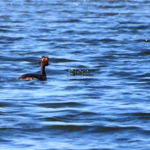 Podiceps cristatus at Allansford, VIC - 1 Nov 2024 10:08 AM