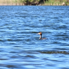 Podiceps cristatus at Allansford, VIC - 1 Nov 2024