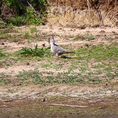 Ocyphaps lophotes (Crested Pigeon) at Allansford, VIC - 1 Nov 2024 by MB