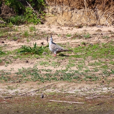 Ocyphaps lophotes (Crested Pigeon) at Allansford, VIC - 31 Oct 2024 by MB