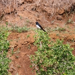 Rhipidura leucophrys (Willie Wagtail) at Allansford, VIC - 1 Nov 2024 by MB