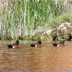 Anas castanea at Allansford, VIC - 1 Nov 2024 10:31 AM