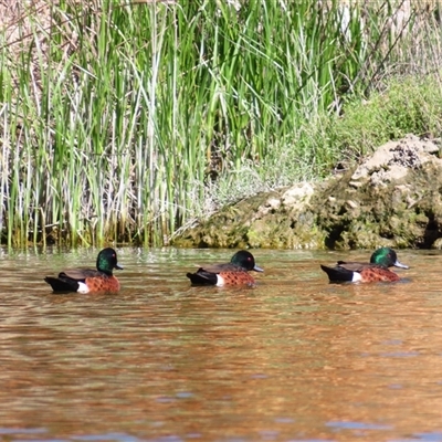 Anas castanea (Chestnut Teal) at Allansford, VIC - 31 Oct 2024 by MB