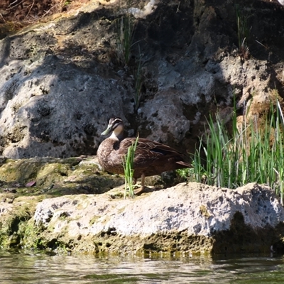 Anas superciliosa (Pacific Black Duck) at Allansford, VIC - 31 Oct 2024 by MB