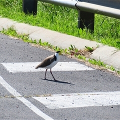 Vanellus miles (Masked Lapwing) at Allansford, VIC - 1 Nov 2024 by MB