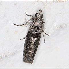 Nephopterix melanostyla (A Pyralid or Snout Moth) at Melba, ACT - 6 Nov 2024 by kasiaaus