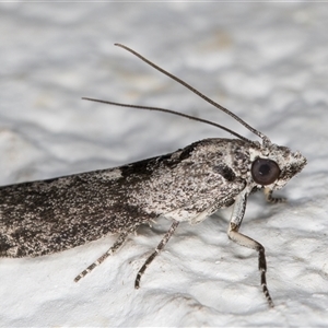 Nephopterix melanostyla at Melba, ACT - 6 Nov 2024