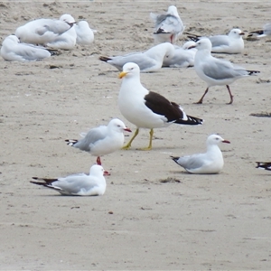 Larus dominicanus at Warrnambool, VIC - 1 Nov 2024