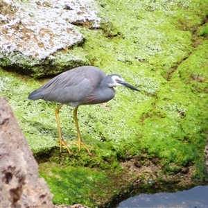 Egretta novaehollandiae at Warrnambool, VIC - 1 Nov 2024 12:14 PM