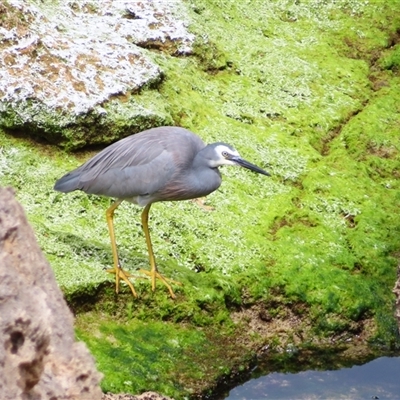 Egretta novaehollandiae (White-faced Heron) at Warrnambool, VIC - 1 Nov 2024 by MB