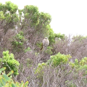 Gavicalis virescens at Warrnambool, VIC - 1 Nov 2024 12:18 PM