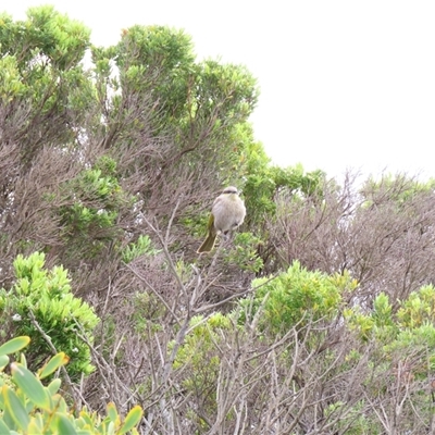 Gavicalis virescens (Singing Honeyeater) at Warrnambool, VIC - 1 Nov 2024 by MB