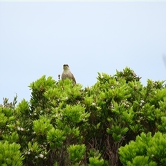 Gavicalis virescens at Warrnambool, VIC - 1 Nov 2024 12:18 PM