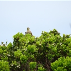 Gavicalis virescens at Warrnambool, VIC - 1 Nov 2024