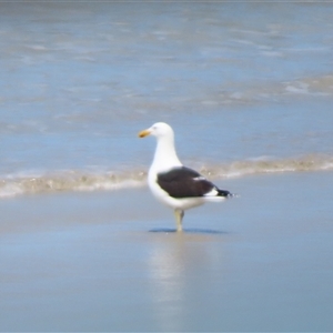 Larus dominicanus at Port Fairy, VIC - suppressed