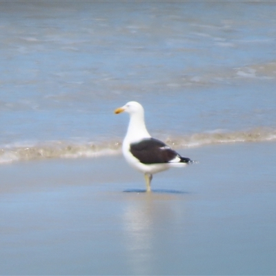 Larus dominicanus (Kelp Gull) at Port Fairy, VIC - 1 Nov 2024 by MB