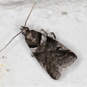 Assara leucarma at Melba, ACT - suppressed