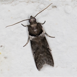 Assara leucarma at Melba, ACT - suppressed