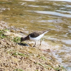 Actitis hypoleucos (Common Sandpiper) at Port Fairy, VIC - 1 Nov 2024 by MB