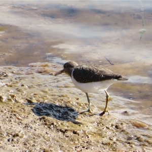 Actitis hypoleucos at Port Fairy, VIC - 1 Nov 2024