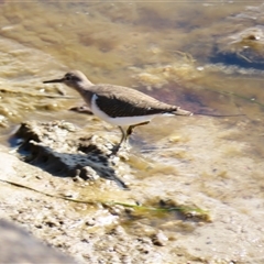 Actitis hypoleucos at Port Fairy, VIC - 1 Nov 2024