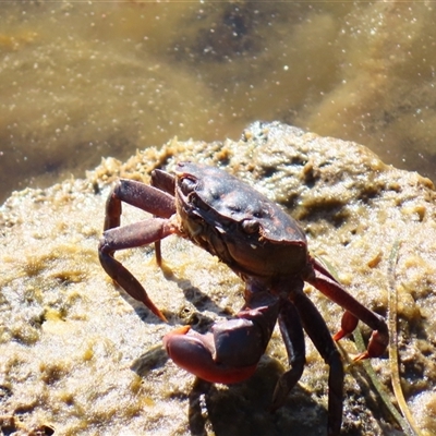 Unidentified Crab at Port Fairy, VIC - 1 Nov 2024 by MB