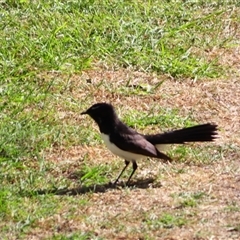 Rhipidura leucophrys (Willie Wagtail) at Port Fairy, VIC - 1 Nov 2024 by MB